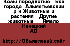 Козы породистые - Все города, Альметьевский р-н Животные и растения » Другие животные   . Ямало-Ненецкий АО